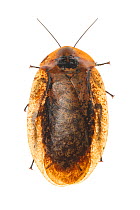 Peppered cockroach (Archimandrita tesselata), Toledo District, Belize, August. meetyourneighbours.net project