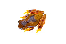 Hourglass treefrog (Dendropsophus ebraccatus), Caves Branch, Cayo District, Belize, September. meetyourneighbours.net project