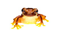 Hourglass treefrog (Dendropsophus ebraccatus), Caves Branch, Cayo District, Belize, September. meetyourneighbours.net project