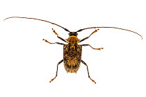 Longhorn beetle (Polyrhaphis peruana), Jatun Sacha Biological Station, Napo province, Amazon basin, Ecuador, March. meetyourneighbours.net project