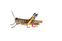 Grasshopper (Eyprepocnemis plorans), Central Coastal Plain, Israel, June. meetyourneighbours.net project