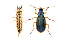 Comparison of larva and adult beetle (Epomis circumscriptus), Central Coastal Plain, Israel, April. Focus-stacked. meetyourneighbours.net project