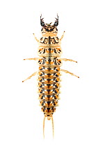 Beetle (Epomis circumscriptus) 3rd-intar larva, Central Coastal Plain, Israel, June. Focus-stacked. meetyourneighbours.net project
