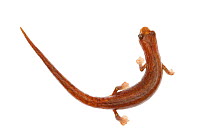 Peruvian climbing salamander (Bolitoglossa peruviana), Jatun Sacha Biological Station, Napo province, Amazon basin, Ecuador, March. meetyourneighbours.net project