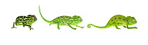 Mediterranean chameleon (Chamaeleo chamaeleon rectricrista) composite showing colour changing, Netanya, Central Coastal Plain, Israel, March. meetyourneighbours.net project