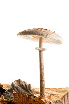 Parasol mushroom (Macrolepiota procera), Maine-et-Loire, Loire-Anjou-Touraine Natural Park, France, October. meetyourneighbours.net project