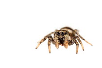 Zebra spider (Salticus scenicus), Maine-et-Loire, France, October. meetyourneighbours.net project