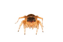 Jumping spider (Saitis barbipes) female, Maine-et-Loire, France, September. meetyourneighbours.net project