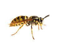 Common wasp (Vespula vulgaris), Maine-et-Loire, France, November. meetyourneighbours.net project