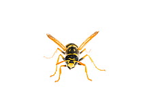 Paper wasp (Polistes gallicus), Maine-et-Loire, France, October. meetyourneighbours.net project
