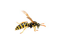 Paper wasp (Polistes gallicus), Maine-et-Loire, France, October. meetyourneighbours.net project