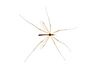 Cranefly (Tipula sp), Maine-et-Loire, France, September. meetyourneighbours.net project