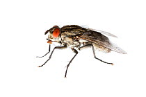 Flesh fly (Sarcophaga carnaria), Maine-et-Loire, France, September. meetyourneighbours.net project