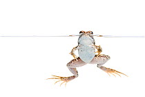 Frog (Pelophylax sp) in water, Maine-et-Loire, France, September. meetyourneighbours.net project
