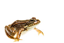 Frog (Pelophylax sp), Maine-et-Loire, France, September. meetyourneighbours.net project
