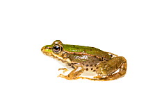 Frog (Pelophylax sp), Maine-et-Loire, France, September. meetyourneighbours.net project
