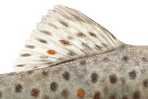 Brown trout (Salmo trutta fario) close-up of dorsal fin, The Netherlands, May. meetyourneighbours.net project