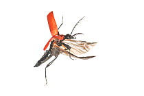Black-headed cardinal beetle (Pyrochroa coccinea) adult flying, The Netherlands, May. meetyourneighbours.net project