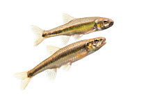 Common minnow (Phoxinus phoxinus) males, The Netherlands, May. meetyourneighbours.net project