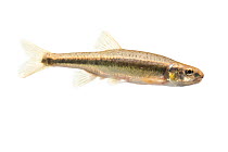 Common minnow (Phoxinus phoxinus) male, The Netherlands, May. meetyourneighbours.net project