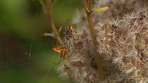 Male Orb-weaving spider (Araneus) courting a female near a dead fly, Bristol, England, UK, September.