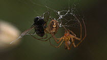 Male Orb-weaving spider (Araneus) courting a female near a dead fly and cutting silk threads, Bristol, England, UK, September.