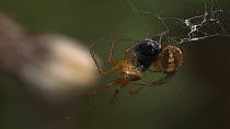 Male Orb-weaving spider (Araneus) courting a female near a dead fly and cutting silk threads, Bristol, England, UK, September.