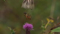Male Orb-weaving spiders (Araneus) competing to access a female's web, Bristol, England, UK,September.