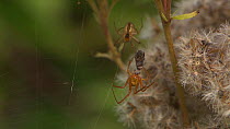 Male Orb-weaving spider (Araneus) male wrapping prey in a female's web, Bristol, England, UK,September.