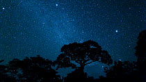Time lapse of stars over a rainforest, with a Lupuna tree (Ceiba) in the foreground, Panguana Reserve, Huanuca Region, Peru.