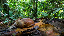 Giant snail (Megalobulimus) in a lowland rainforest,  Panguana Reserve, Huanuco Region, Peru.