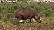 Hippopotamus (Hippopotamus amphibius) walking, with a mixed flock of White storks (Ciconia ciconia), Cattle egrets (Bubulcus ibis) and Great white pelicans (Pelecanus onocrotalus) in the background, L...