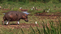 Hippopotamus (Hippopotamus amphibius) walking out of frame, with a mixed flock of White storks (Ciconia ciconia), Cattle egrets (Bubulcus ibis) and Great white pelicans (Pelecanus onocrotalus) in the...