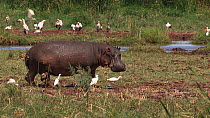 Hippopotamus (Hippopotamus amphibius) walking into frame, with a mixed flock of White storks (Ciconia ciconia), Cattle egrets (Bubulcus ibis) and Great white pelicans (Pelecanus onocrotalus) in the ba...