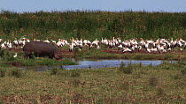 Hippopotamus (Hippopotamus amphibius) entering a waterhole, with a mixed flock of White storks (Ciconia ciconia), Cattle egrets (Bubulcus ibis) and Great white pelicans (Pelecanus onocrotalus) in the...