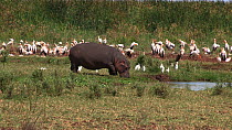 Hippopotamus (Hippopotamus amphibius) entering a waterhole, with a mixed flock of White storks (Ciconia ciconia), Cattle egrets (Bubulcus ibis) and Great white pelicans (Pelecanus onocrotalus) in the...