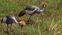 Two Crowned cranes (Balearica regulorum) feeding, Lake Manyara NP, Tanzania.