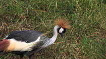 Crowned crane (Balearica regulorum) feeding, Lake Manyara NP, Tanzania.
