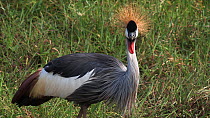 Crowned crane (Balearica regulorum) drinking, Lake Manyara NP, Tanzania.