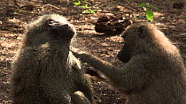 Two Olive baboons (Papio anubis) mutual grooming, Lake Manyara NP, Tanzania.