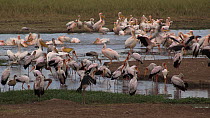 Mixed flock of White storks (Ciconia ciconia) and Great white pelicans (Pelecanus onocrotalus) resting and preening, Lake Manyara NP, Tanzania.