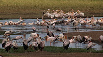 Mixed flock of White storks (Ciconia ciconia) and Great white pelicans (Pelecanus onocrotalus) resting and preening, Lake Manyara NP, Tanzania.