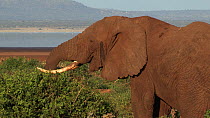 African elephant (Loxodonta africana) grazing, Lake Manyara NP, Tanzania.