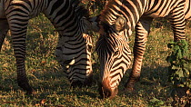 Two Burchell's zebra (Equus burchellii) grazing, Lake Manyara NP, Tanzania.