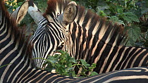 Two Burchell's zebra (Equus burchellii) grazing, Lake Manyara NP, Tanzania.