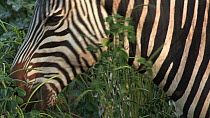 Burchell's zebra (Equus burchellii) grazing, Lake Manyara NP, Tanzania.