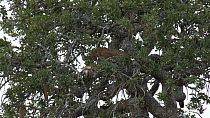Leopard (Panthera pardus) eating prey in a tree, Serengeti NP, Tanzania.