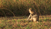 Vervet monkey (Chlorocebus pygerythrus) feeding, Serengeti NP, Tanzania.