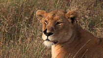 African lioness (Panthera leo) with a torn nostril looking around, Serengeti NP, Tanzania.