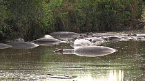 Hippopotamus (Hippopotamus amphibius) wallowing in a pool, resting, Serengeti NP, Tanzania.